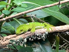 Naultinus