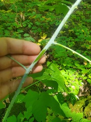 Rubus allegheniensis