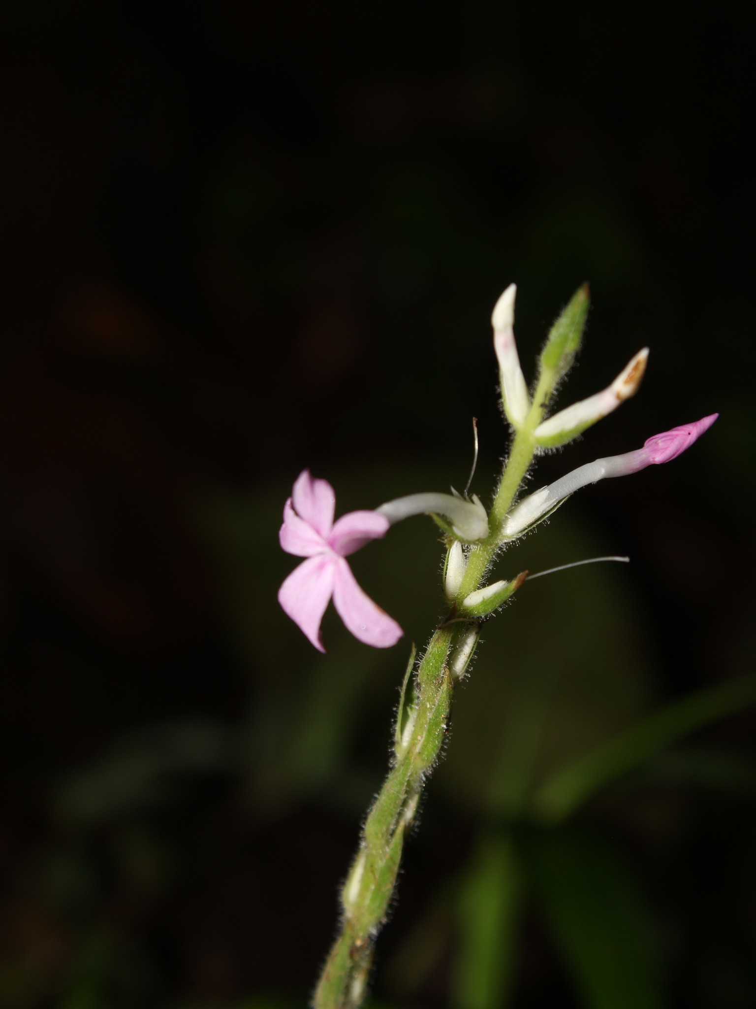 Aphelandra tonduzii Leonard 2