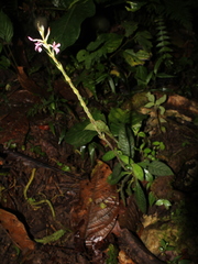 Aphelandra tonduzii image