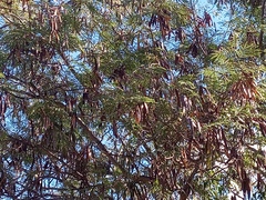 Leucaena diversifolia