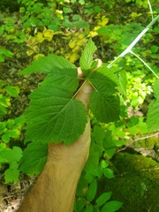 Rubus allegheniensis