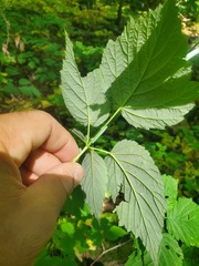 Rubus allegheniensis