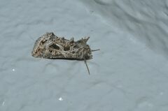 Thysanoplusia daubei