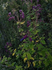 Salvia semiatrata