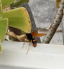 Cryptocheilus bicolor