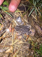 Rhinella dorbignyi