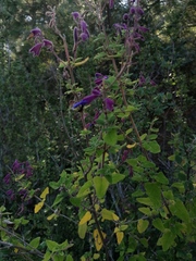 Salvia semiatrata