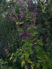 Salvia semiatrata