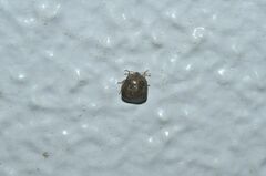 Megacopta punctatissima