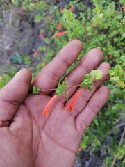 Clinopodium mexicanum