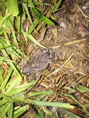 Rhinella dorbignyi