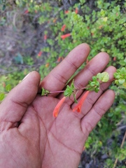 Clinopodium mexicanum