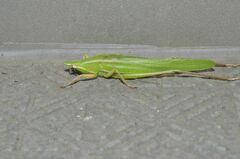 Euconocephalus varius