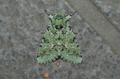 Daseochaeta viridis