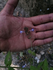 Salvia protracta