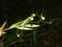 Epidendrum vincentinum image