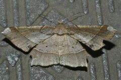 Krananda latimarginaria