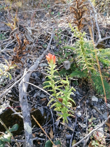 Castilleja auriculata (Castilleja auriculata)