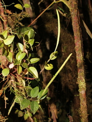 Peperomia tenuipes