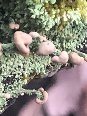 Cladonia peziziformis