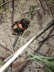 Sulcophanaeus imperator