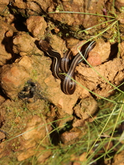 Rhadinaea decorata