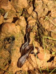 Rhadinaea decorata
