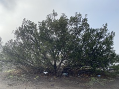 Juniperus californica