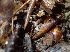Symphyla