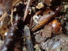 Symphyla
