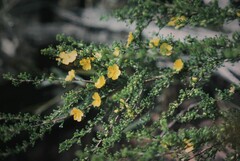 Hibbertia circumdans