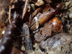 Symphyla