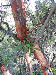 Bursera morelensis