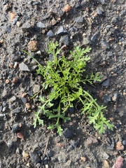 Oncosiphon pilulifer