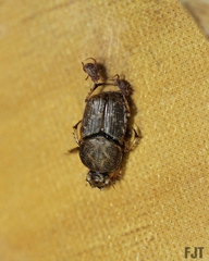 Euoniticellus intermedius