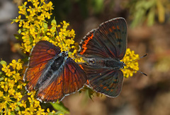 Lycaena alciphron