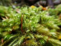 Mniodendron comosum