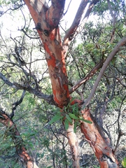 Bursera morelensis