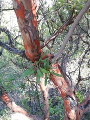 Bursera morelensis
