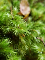 Mniodendron comosum