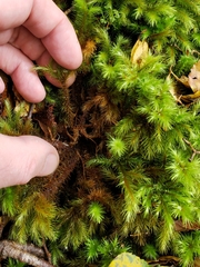 Mniodendron comosum