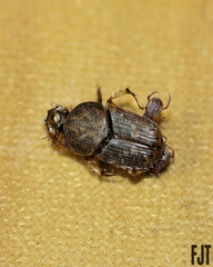 Euoniticellus intermedius