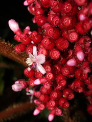 Miconia platyphylla