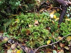Mniodendron comosum