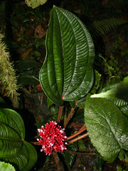 Tococa platyphylla image