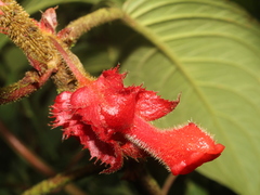 Glossoloma cucullatum