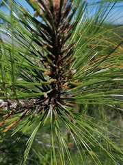 Pinus pseudostrobus