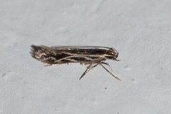 Eralea albalineella