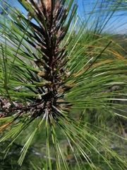 Pinus pseudostrobus